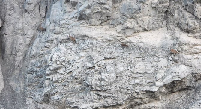 Artvin’de Yer Çekimine Meydan Okuyan Dağ Keçileri Görüntülendi