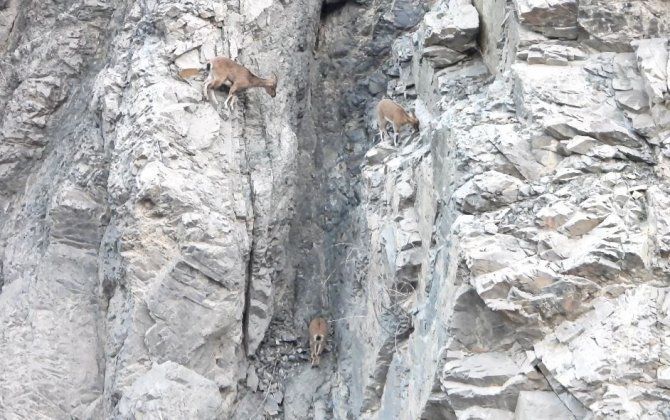 Artvin’de Yer Çekimine Meydan Okuyan Dağ Keçileri Görüntülendi