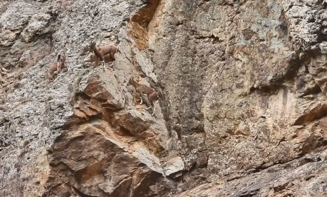 Artvin’de Yer Çekimine Meydan Okuyan Dağ Keçileri Görüntülendi