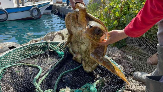 İ̇skenderun’da Yaralı Halde Bulunan Deniz Kaplumbağası Tedaviye Alındı