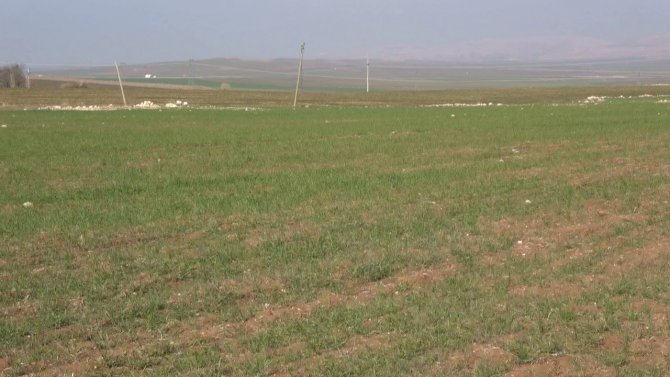 Yağışlar Çiftçinin Yüzünü Güldürdü, Rekoltede Artış Bekleniyor