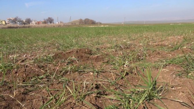 Yağışlar Çiftçinin Yüzünü Güldürdü, Rekoltede Artış Bekleniyor