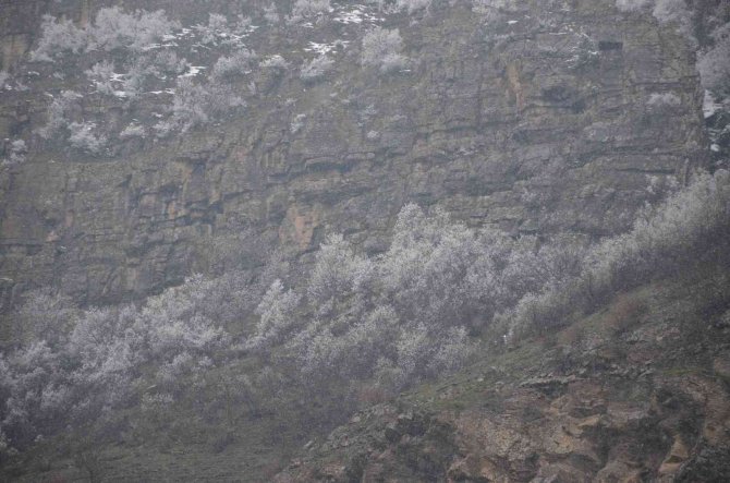 Ağaçlar Baharda Yeşil Yerine Beyaza Büründü