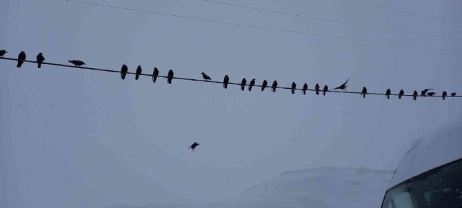 Bitlis’te Bu Kış 9 Metrelik Kar Yağdı