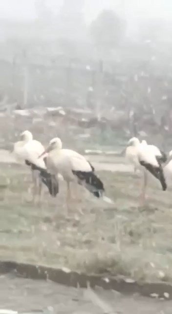 Bursa’da Soğuktan Donmak Üzere Olan Leylekler Kamerada