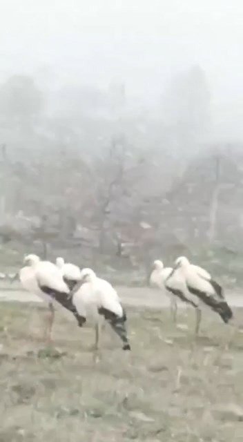 Bursa’da Soğuktan Donmak Üzere Olan Leylekler Kamerada
