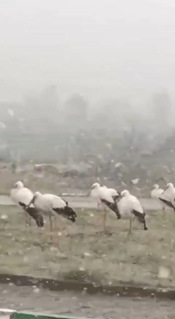 Bursa’da Soğuktan Donmak Üzere Olan Leylekler Kamerada