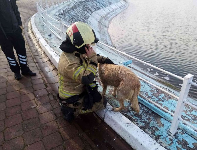 Göle Düşen Köpeği Montuyla Sararak Isıttı