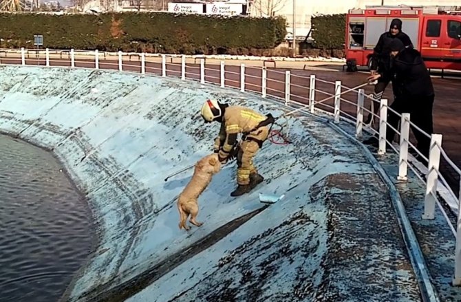 Göle Düşen Köpeği Montuyla Sararak Isıttı