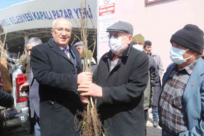Vatandaşlara 9 Bin Adet Aşılı Ceviz Fidanı Dağıtıldı