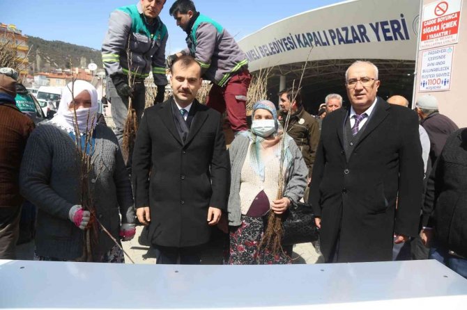 Vatandaşlara 9 Bin Adet Aşılı Ceviz Fidanı Dağıtıldı
