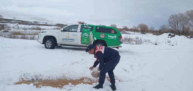 Jandarma Yaban Hayatı Unutmadı