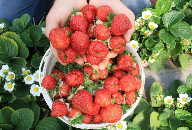 Kilosu 25-30 Tl’ye Satılan Örtü Altı Çilek, Üreticisini Sevindiriyor