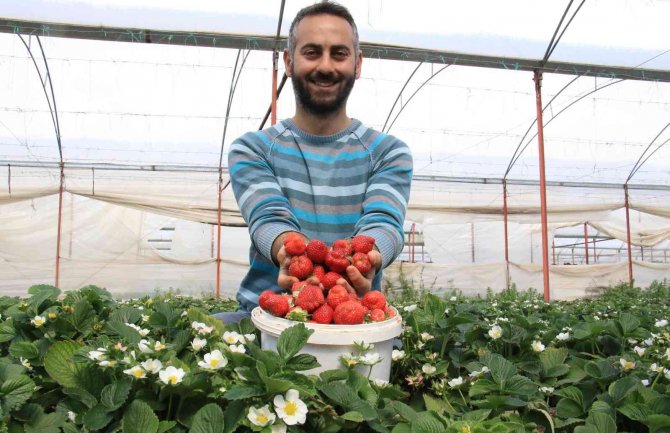Kilosu 25-30 Tl’ye Satılan Örtü Altı Çilek, Üreticisini Sevindiriyor