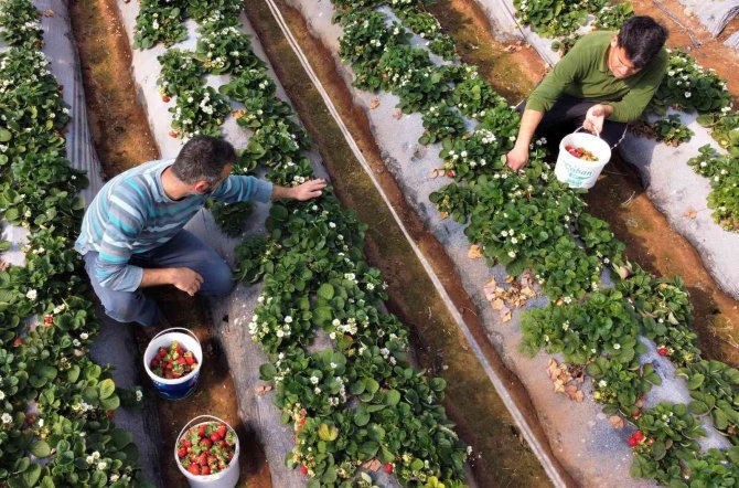 Kilosu 25-30 Tl’ye Satılan Örtü Altı Çilek, Üreticisini Sevindiriyor