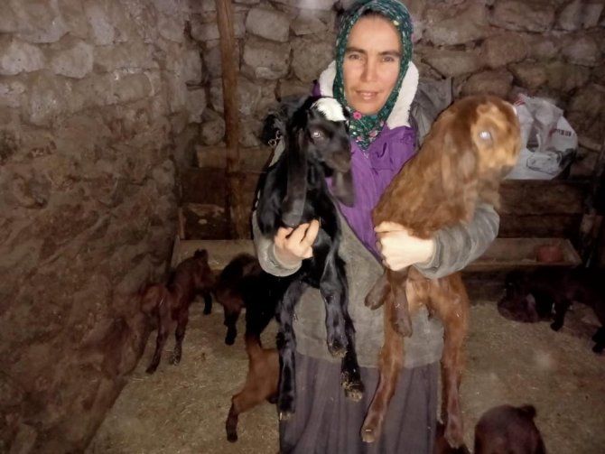 Halep Keçileri Yüz Güldürüyor