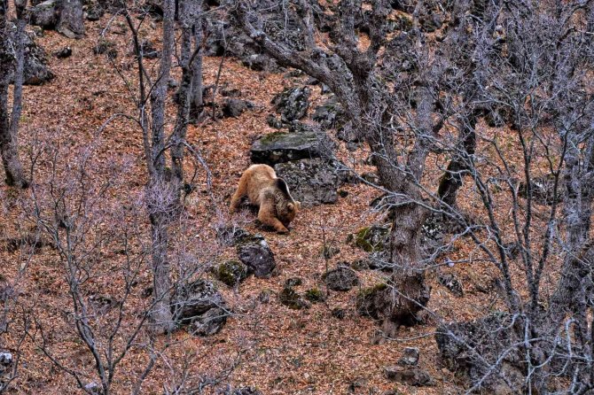 Tunceli’de Yaban Keçileri Ve Yiyecek Arayan Ayı Görüntülendi