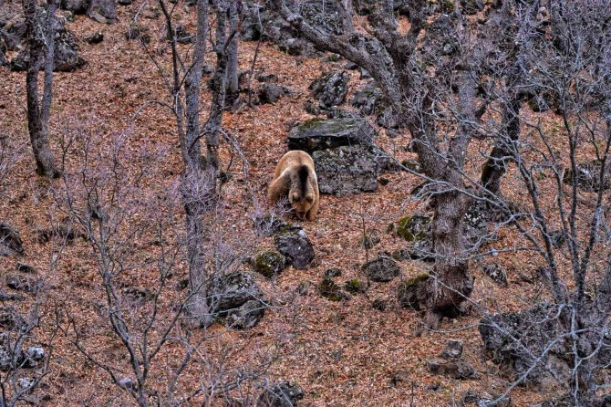 Tunceli’de Yaban Keçileri Ve Yiyecek Arayan Ayı Görüntülendi