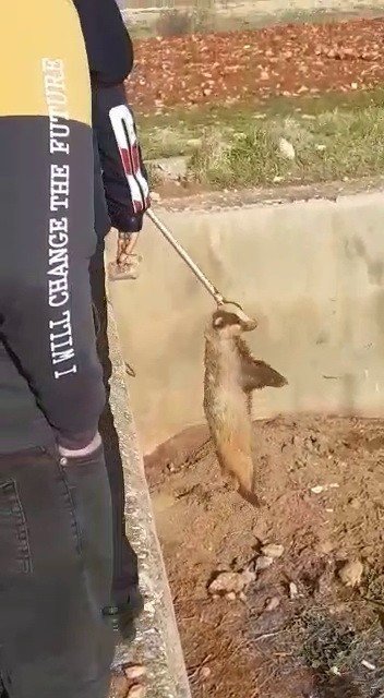 Havuza Düşen Sansar Kurtarıldı