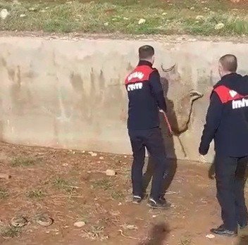 Havuza Düşen Sansar Kurtarıldı