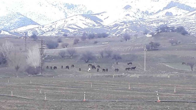 Yem Bulmakta Zorlanan Yılkı Atları Ovaya İndi