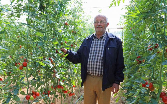Büyükşehir Domates Güvesine ‘Işık Tuzak’ Kurdu