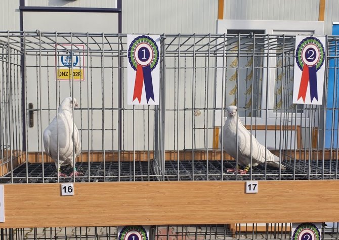 Denizli’nin En Güzel Güvercinleri Yarışmayla Belirlendi