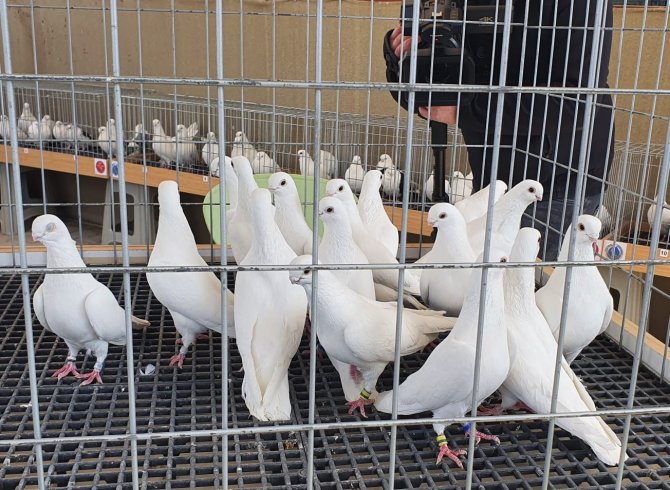 Denizli’nin En Güzel Güvercinleri Yarışmayla Belirlendi