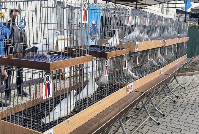 Denizli’nin En Güzel Güvercinleri Yarışmayla Belirlendi