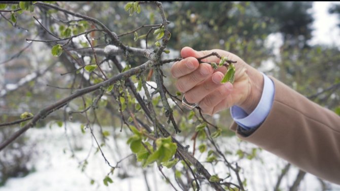 Fi̇skobi̇rli̇k Başkanı Bayraktar Fındıkta Zirai Don Riskine Dikkat Çekti