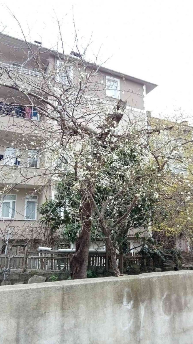 Kastamonu’da Çiçek Açan Ağaçlar Görenleri Şaşırttı