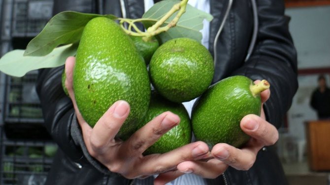 Atb Başkanı Çandır: “Avokadonun Yüzde 78’ini Antalya Üretiyor”