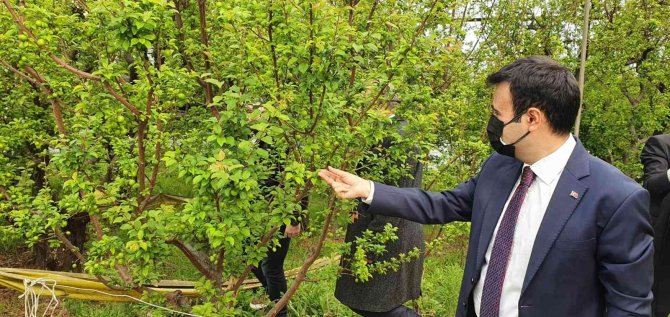 Mersin’de Örtü Altında Yetiştirilen Erik, Üreticinin Yüzünü Güldürüyor