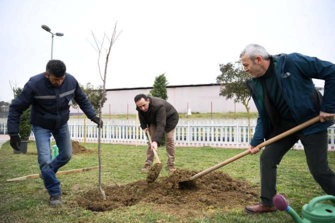 Herkes Dalından Yesin Diye Yüzlerce Kiraz Ve Vişne Ekildi