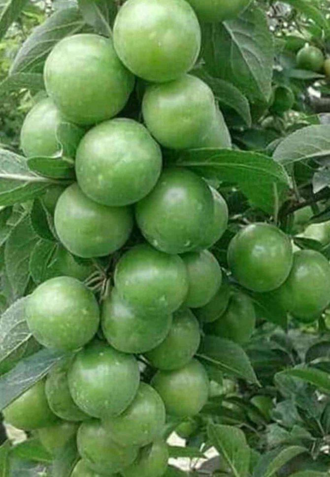 Mersin’de Örtü Altında Yetiştirilen Erik, Üreticinin Yüzünü Güldürüyor