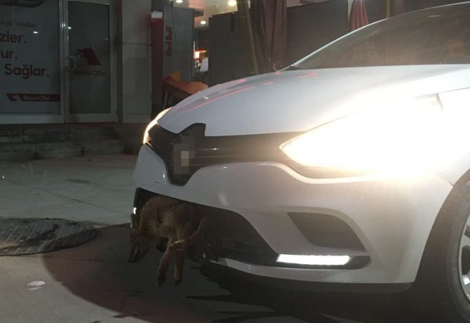 Otomobilin Tamponuna Çakal Saplandı