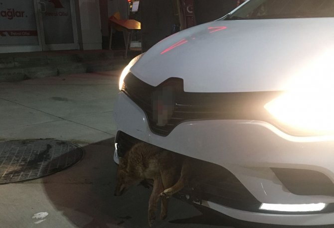 Otomobilin Tamponuna Çakal Saplandı