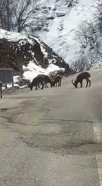 Koruma Altındaki Dağ Keçileri Trafiğe İndi