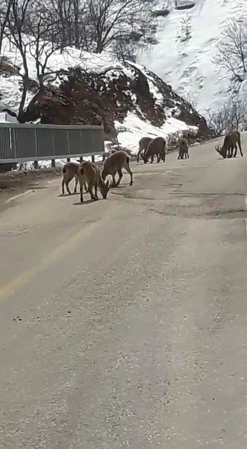 Koruma Altındaki Dağ Keçileri Trafiğe İndi