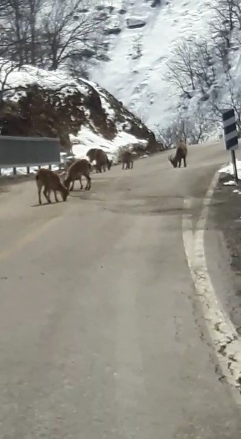 Koruma Altındaki Dağ Keçileri Trafiğe İndi