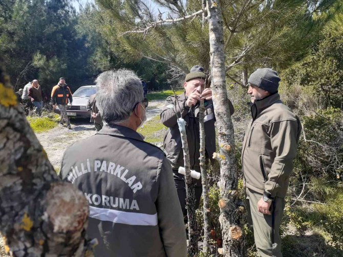 Yabani Hayvanlar İçin Verimsiz Meyve Ağaçları Aşılandı