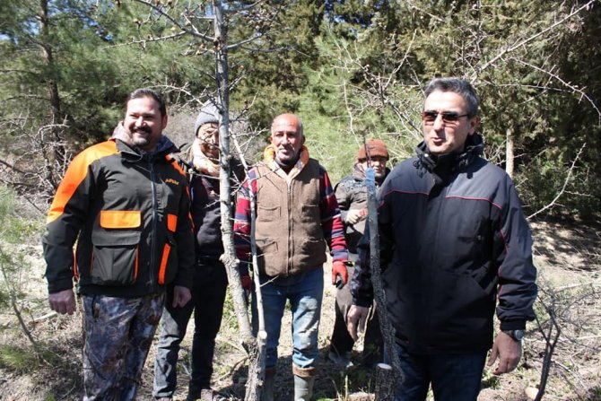 Yabani Hayvanlar İçin Verimsiz Meyve Ağaçları Aşılandı