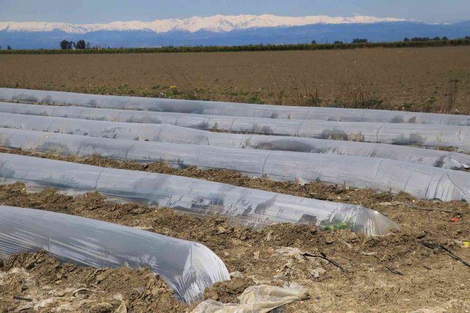 Çukurova’da Çiftçiyi Don Vurdu