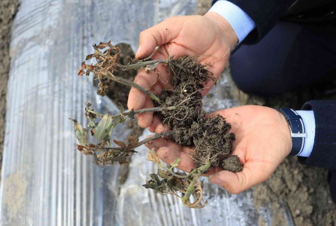 Çukurova’da Çiftçiyi Don Vurdu