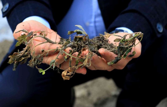 Çukurova’da Çiftçiyi Don Vurdu