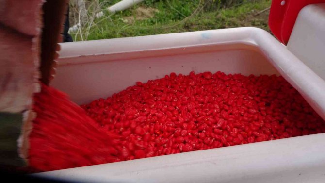 Çukurova’nın Bereketli Toprakları Mısırla Buluşmaya Başladı