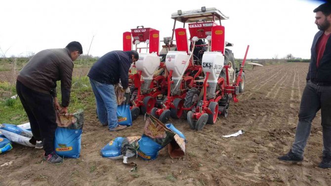 Çukurova’nın Bereketli Toprakları Mısırla Buluşmaya Başladı