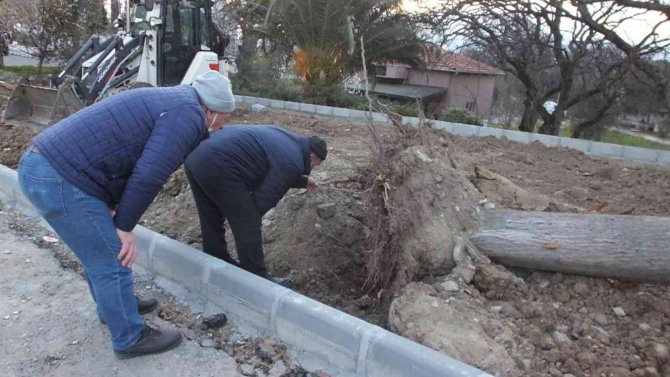 Balıkesir’de Asırlık Servi Ağacı Rüzgara Dayanamadı