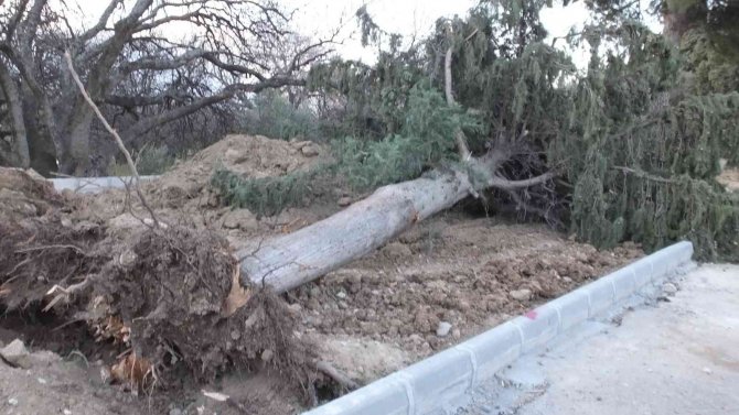Balıkesir’de Asırlık Servi Ağacı Rüzgara Dayanamadı