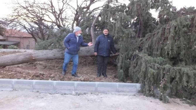 Balıkesir’de Asırlık Servi Ağacı Rüzgara Dayanamadı